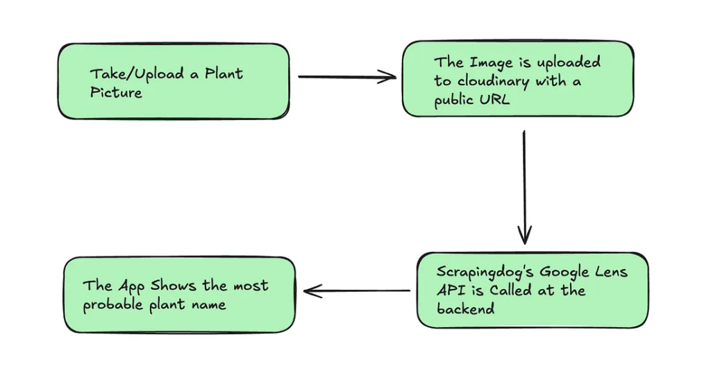 Process of How Our Plant App Identifies The Plant Name